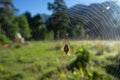 Diadem spider in the center of the web Royalty Free Stock Photo