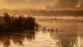 Summer foggy morning on the lake with reeds and ducks. Royalty Free Stock Photo