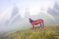 Summer foggy rainbow Royalty Free Stock Photo