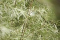 Summer Foliage of a Coyote Willow Tree Salix exigua Growing in a Herbaceous Border in a Country Cottage Garden