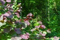 Summer foliage of purple leaved filbert tree in woodland garden