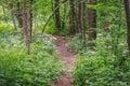 Summer footpath in green trees nature scene in park