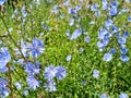 Summer forbs. Blooming chicory in the field. Selective focus Royalty Free Stock Photo