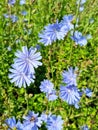 Summer forbs. Blooming chicory in the field. Selective focus Royalty Free Stock Photo