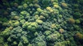 Summer in forest aerial top view. Mixed forest, green deciduous trees. Soft light