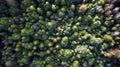 Summer in forest aerial top view. Mixed forest, green deciduous trees. Soft light