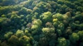 Summer in forest aerial top view. Mixed forest, green deciduous trees. Soft light in countryside