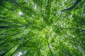 Summer Forest Canopy