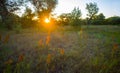 Summer forest glade with flowers at the quiet sunset