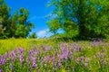 summer forest glade with flowers Royalty Free Stock Photo