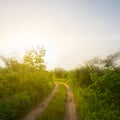 forest glade with ground road at the sunset Royalty Free Stock Photo