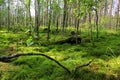 Summer forest with green moss