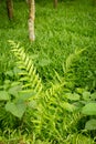 Summer forest natural green Fern background texture Royalty Free Stock Photo