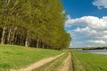 Summer forest and ground road near riverside Royalty Free Stock Photo