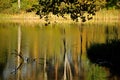 Summer forest lake with reflection in Poland Royalty Free Stock Photo