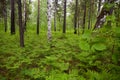 Summer forest landscape. Dense mixed forest: aspens, birches, pines and ferns Royalty Free Stock Photo