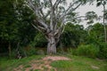 Nature, Tree,  Back Lit, Beauty In Nature Royalty Free Stock Photo