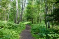 Summer forest landscape. A path in a mixed forest, aspens, birches, pines and ferns Royalty Free Stock Photo