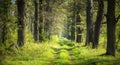 Summer forest landscape with path through oak trees. Scenic summer nature with green grass and trees in sunny day Royalty Free Stock Photo