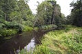 Summer forest landscape with the river