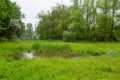 Summer forest landscape.