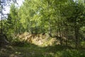 Summer forest landscape. Small ravine in backwoods of a forest