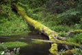 Summer forest landscape