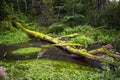 Summer forest landscape