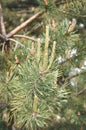 Pine branch & twig. Young green sprouts fir tree twig needles. Pine branch sprouts on coniferous background