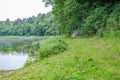 summer forest lush with green folaige vegetation, tree branches and leaves