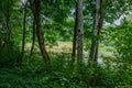 summer forest lush with green folaige vegetation, tree branches and leaves