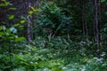 summer forest lush with green folaige vegetation, tree branches and leaves