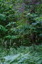 summer forest lush with green folaige vegetation, tree branches and leaves