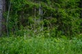 summer forest lush with green folaige vegetation, tree branches and leaves