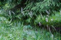 summer forest lush with green folaige vegetation, tree branches and leaves