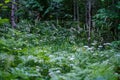 summer forest lush with green folaige vegetation, tree branches and leaves