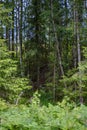 summer forest lush with green folaige vegetation, tree branches and leaves