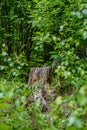 summer forest lush with green folaige vegetation, tree branches and leaves