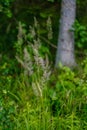 summer forest lush with green folaige vegetation, tree branches and leaves