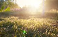 Summer Forest in Morning, Abstract Natural Backgrounds with sunlight Royalty Free Stock Photo
