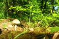 In a summer forest mushrooms/opjata/ Royalty Free Stock Photo