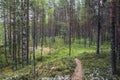 Summer forest path landscape. Karelia larch forest path scene