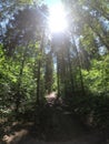 Summer forest path sunshine Royalty Free Stock Photo
