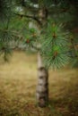 Summer forest with pine tree. Botanical art card