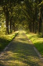 Summer Forest Road Royalty Free Stock Photo