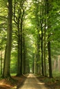 Summer forest road Royalty Free Stock Photo