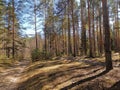 Summer forest Russia spring 2019