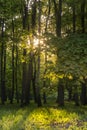 Summer forest scene with dark yellow sunset rays coming through green foliage Royalty Free Stock Photo