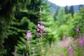 summer forest scene with purple flowers and green firs Royalty Free Stock Photo