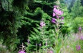 summer forest scene with purple flowers and green firs Royalty Free Stock Photo